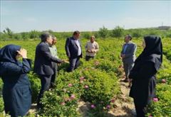از سرمایه گذاری در فرآوری گل محمدی حمایت می کنیم.